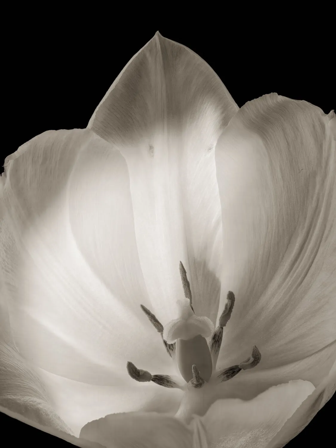 13_Tillman Crane_Nod to O_Keefe_Platinum print on arches platine_36x25