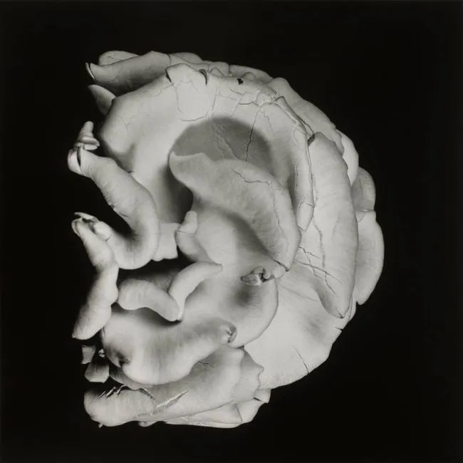 2015 Dale M Reid- Oyster Mushroom 2