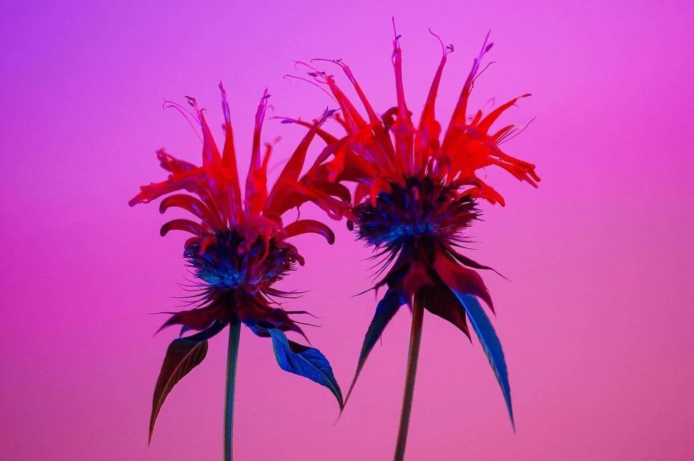 2018 Heather Bragman Color Pop Series, Bee Balm