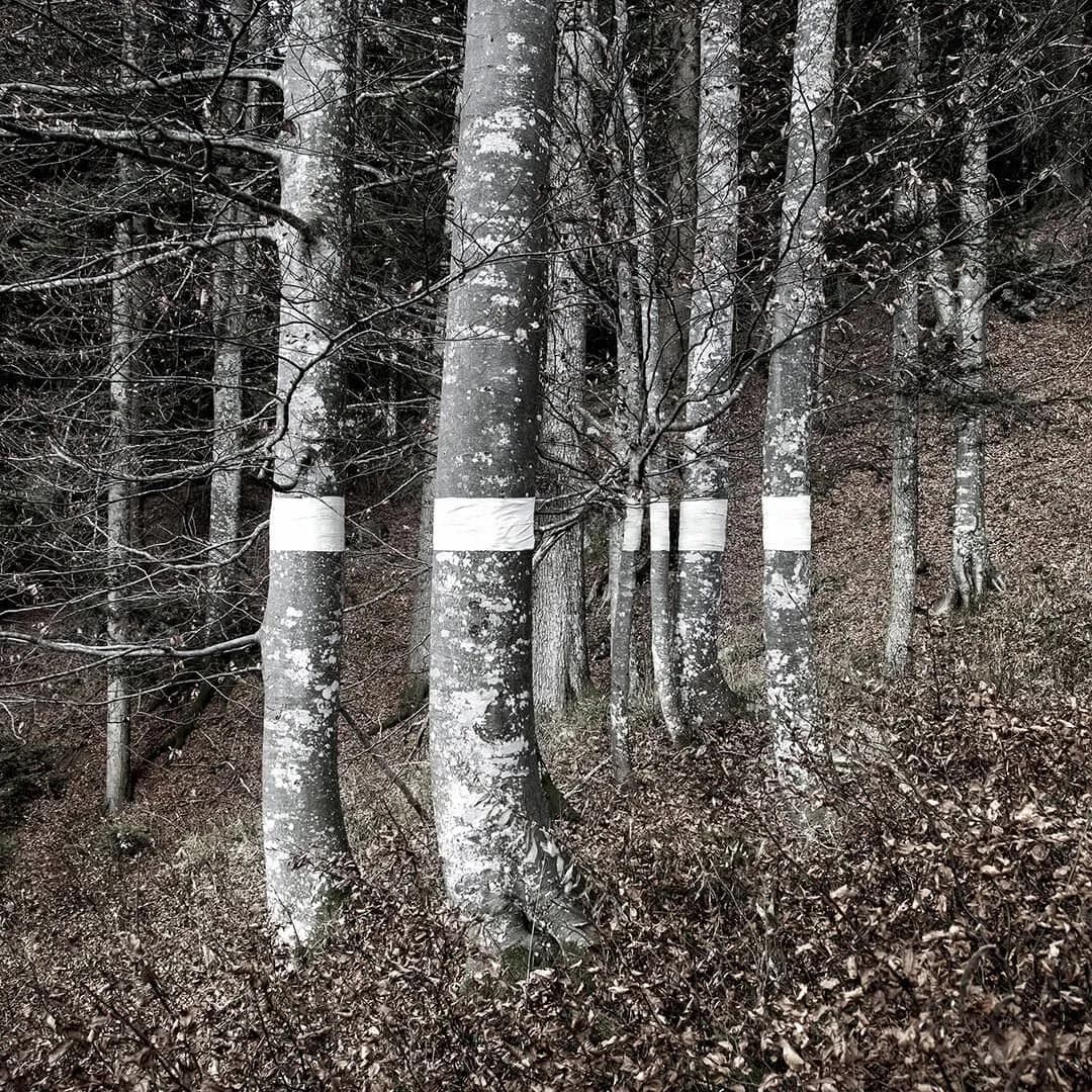 2018 Katharina Acht Linie Laterns 1