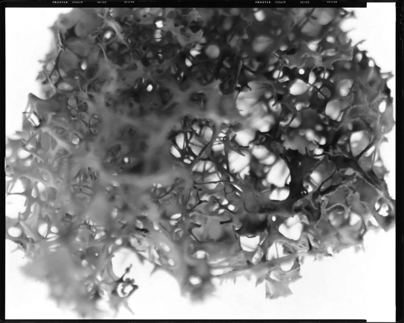 2018 Makotu Nakagawa Uro No Ena - Placenta of Nothingness 01