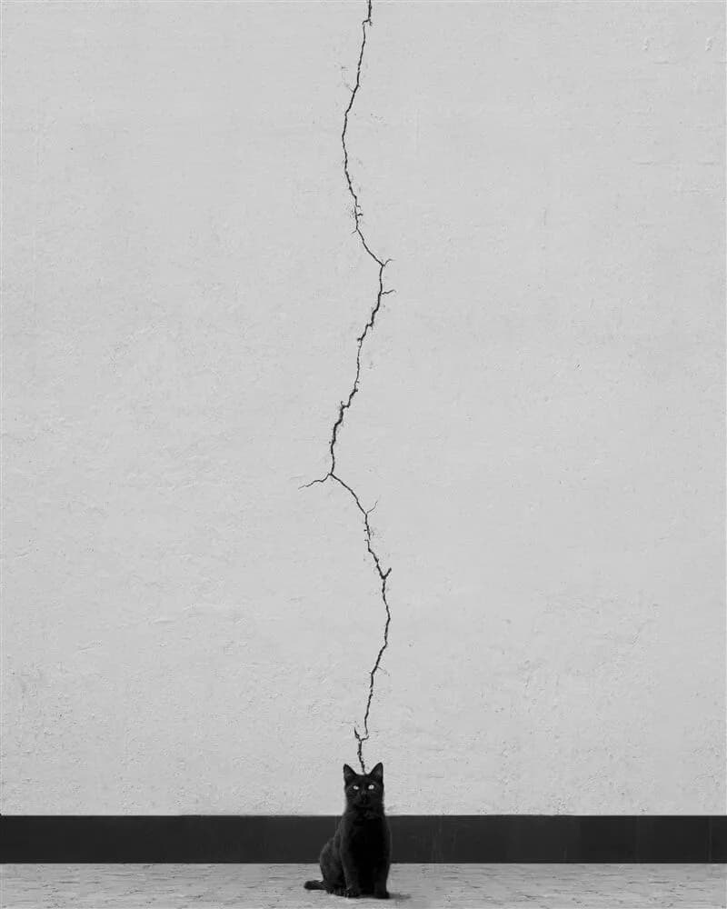2021-Ali Zolghadri-Cat thoughts