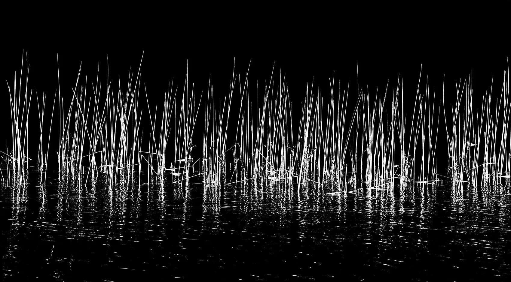 2021-Mitchell Anolik-Marsh Grass