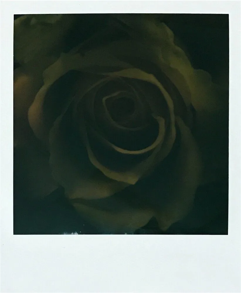 2021-Patricia Calixte-Dark Rose