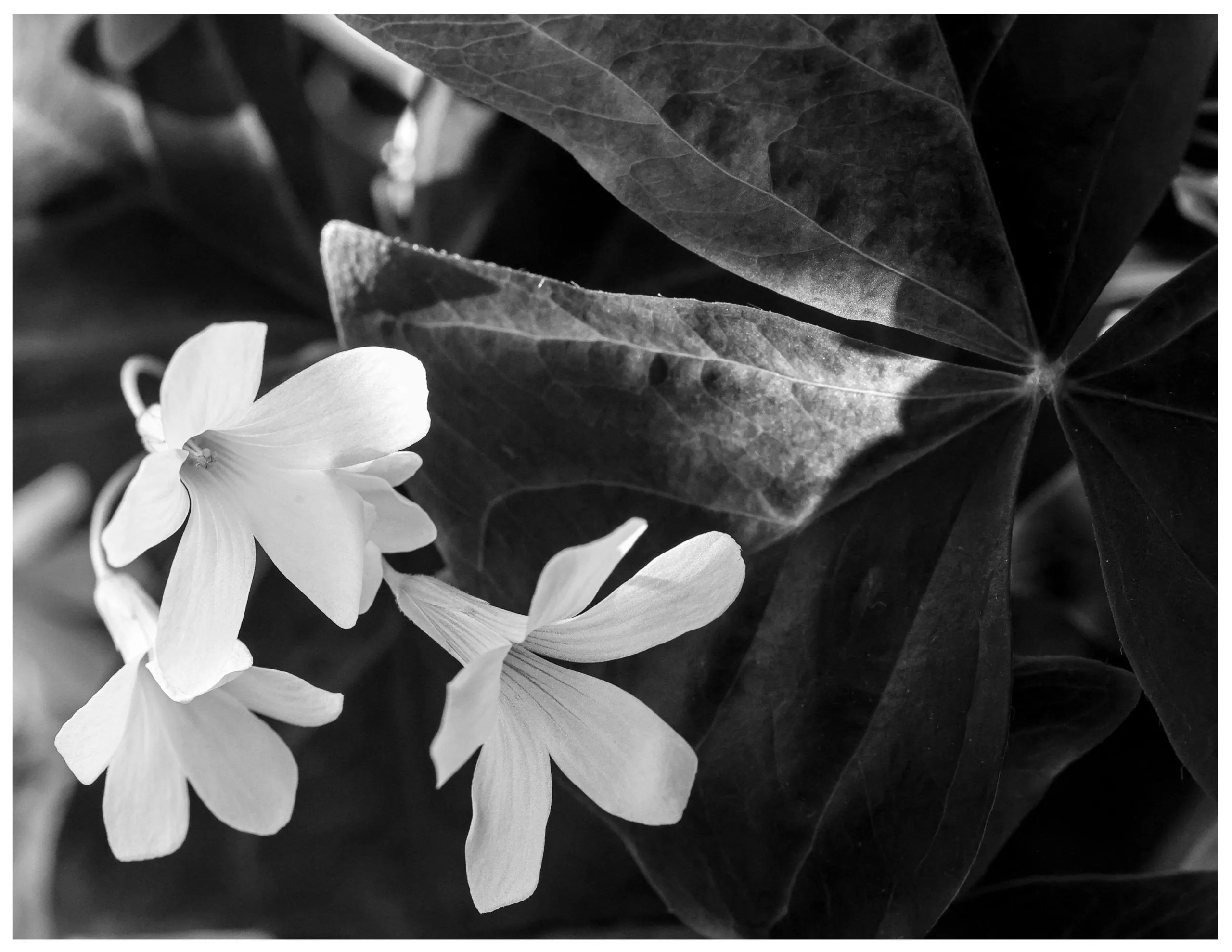 Shamrock — Camille Davis