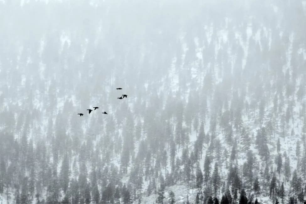 2017 Iris Shields- Winter Flight