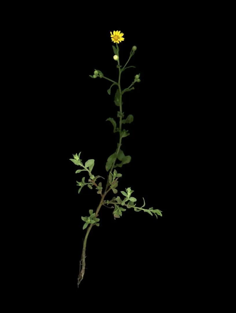 2019 Bill Friedman Camphorweed