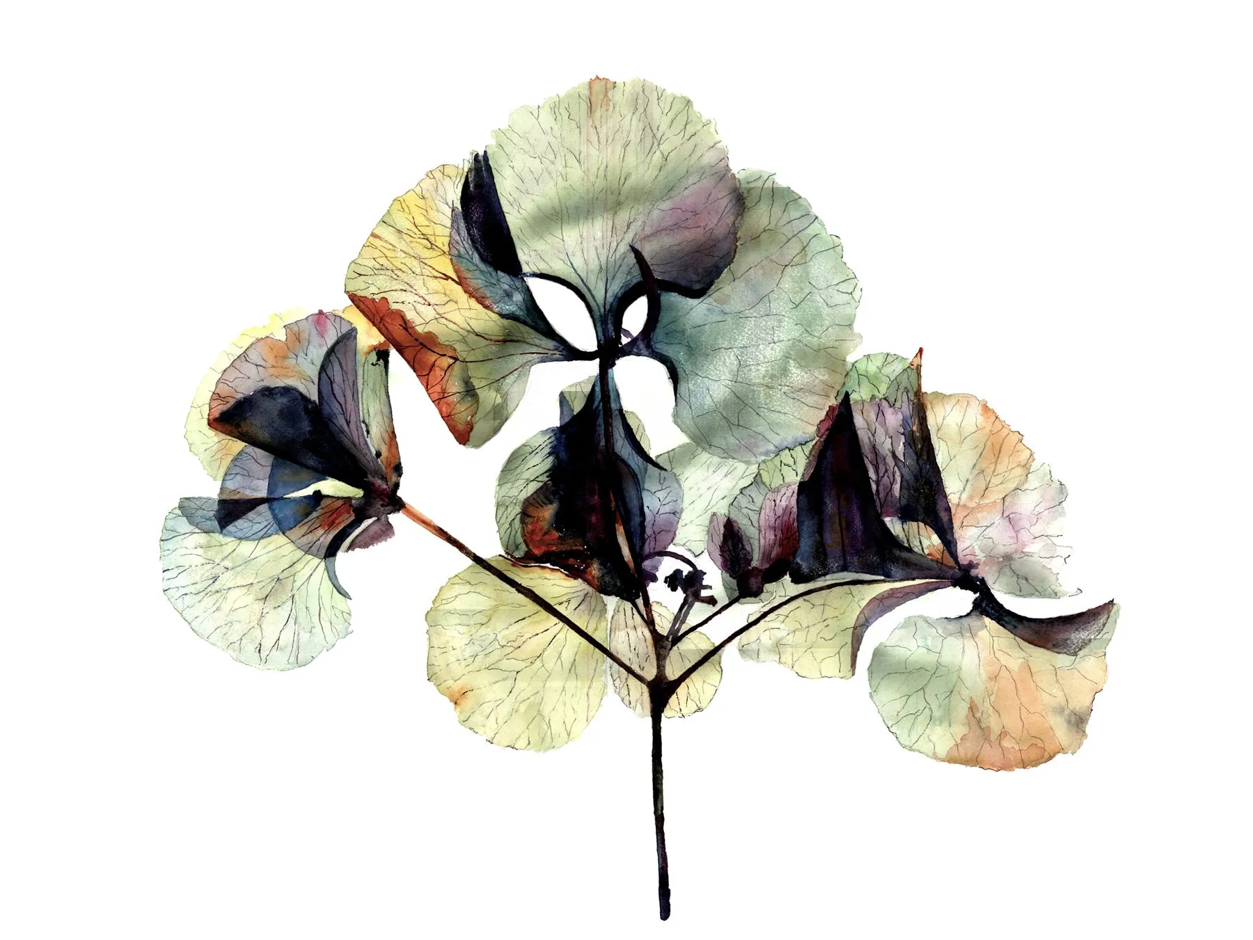 38th_Thomas Leytham_Dried Hydrangea