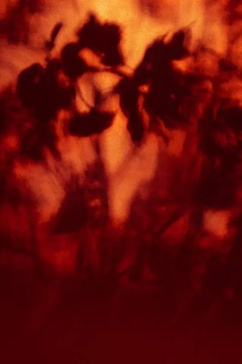 Lori Perbeck_Sun Burst Photography Digital - Fine Art Paper 27 x 19